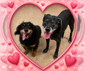 Mutt Dogs for adoption in Fenton, MO, USA