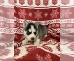 Small Photo #14 Siberian Husky Puppy For Sale in DEARBORN, MO, USA