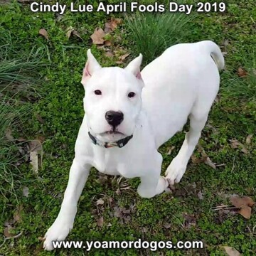 Medium Photo #203 Dogo Argentino Puppy For Sale in PINEVILLE, MO, USA