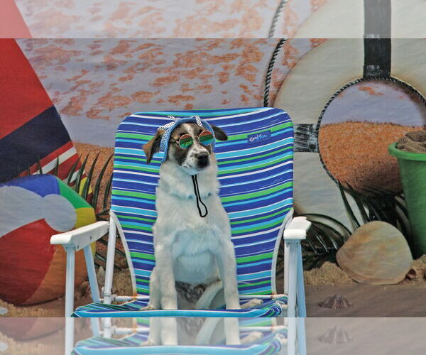 Medium Photo #5 Chihuahua-Unknown Mix Puppy For Sale in Morganville, NJ, USA