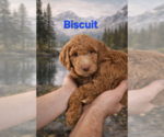 Puppy Big Biscuit Boy Labradoodle mix (+ Poodle Standard)