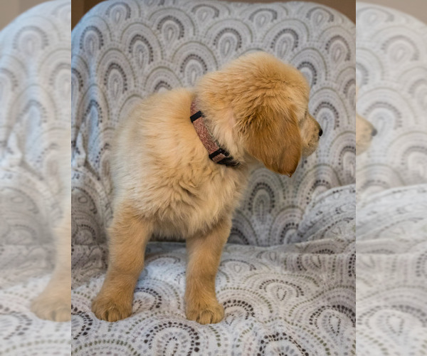 Medium Photo #6 Golden Retriever Puppy For Sale in WAKARUSA, IN, USA
