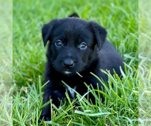 Medium Photo #1 Colonial Cocker Spaniel-Unknown Mix Puppy For Sale in San Diego, CA, USA