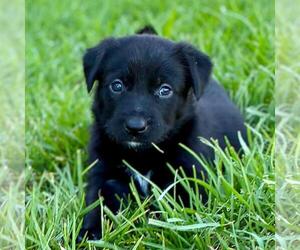 Colonial Cocker Spaniel-Unknown Mix Dogs for adoption in San Diego, CA, USA