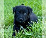 Fiji Pup - Viti - Male Colonial Cocker Spaniel-Unknown Mix Dog for Adoption - Small photo