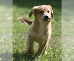 Small #1 Golden Retriever Mix