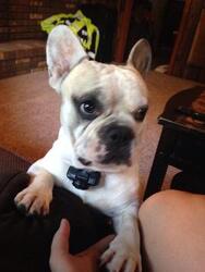 French Bulldog Puppy for sale in LAKE ARIEL, PA, USA