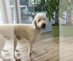Small #1 Poodle (Standard)