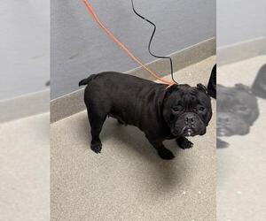 American Pit Bull Terrier-Bulldog Mix Dogs for adoption in Las Vegas, NV, USA