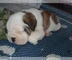 Small Photo #2 Bulldog Puppy For Sale in TUNNEL HILL, GA, USA