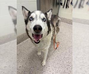 Siberian Husky Dogs for adoption in Brighton, CO, USA