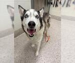 Small Siberian Husky
