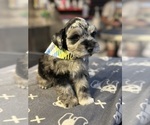 Small #1 Schnauzer (Miniature)