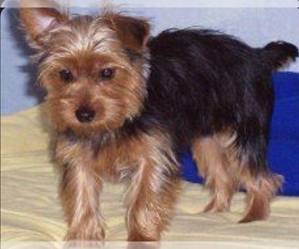 Medium Photo #1 Chorkie Puppy For Sale in DESOTO, TX, USA