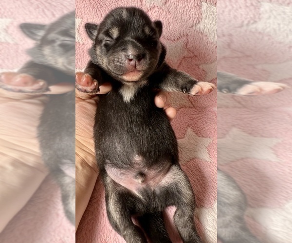 Medium Photo #5 Pomsky-Shiba Inu Mix Puppy For Sale in NASHUA, NH, USA