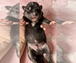 Small #4 Pomsky-Shiba Inu Mix