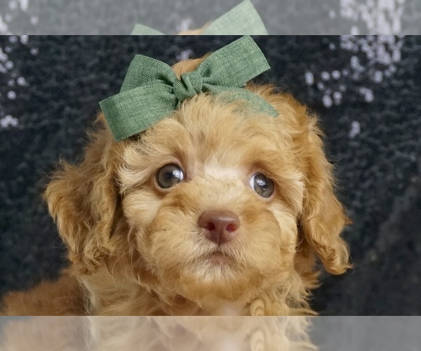 Medium Photo #3 Poodle (Miniature) Puppy For Sale in WARSAW, IN, USA