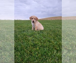 Labrador Retriever Puppy for sale in CARROLLTON, OH, USA