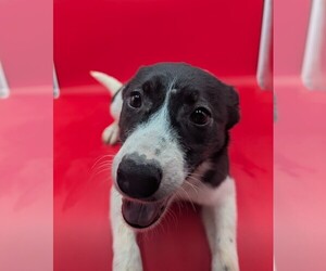 Australian Cattle Dog-Border Collie Mix Puppy for sale in GOSHEN, IN, USA