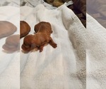 Small Photo #2 Dachshund Puppy For Sale in CHOCTAW, OK, USA
