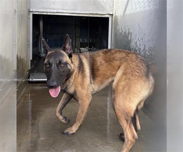 Medium Photo #1 Mutt Puppy For Sale in Camarillo, CA, USA