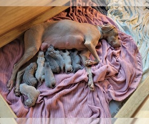 Mother of the Weimaraner puppies born on 06/09/2022