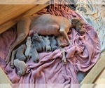 Small Photo #1 Weimaraner Puppy For Sale in CHATTANOOGA, TN, USA