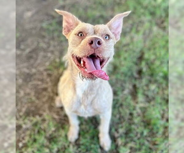 Medium Photo #1 Mutt Puppy For Sale in Riverside, CA, USA