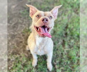 Mutt Dogs for adoption in Riverside, CA, USA