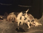 Small Photo #13 Chinese Crested Puppy For Sale in MANHATTAN, NY, USA