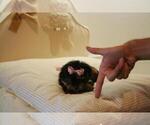 Small #24 Yorkshire Terrier
