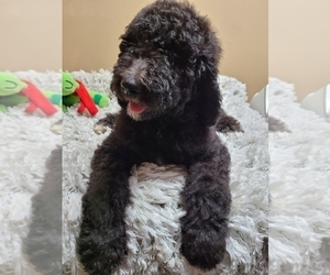 Poodle (Standard) Puppy for sale in AUSTELL, GA, USA