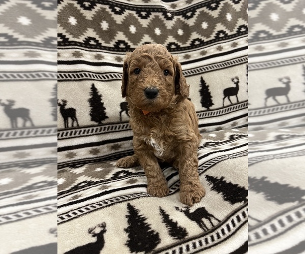 Medium Photo #6 Goldendoodle Puppy For Sale in LOWVILLE, NY, USA