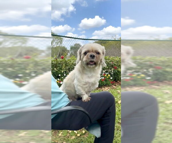 Medium Photo #5 Shih Tzu Puppy For Sale in Weston, FL, USA