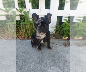 French Bulldog Puppy for sale in BOSTON, MA, USA