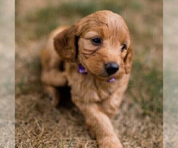Medium Photo #1 Irish Setter-Poodle (Miniature) Mix Puppy For Sale in MIFFLINTOWN, PA, USA