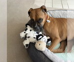 Small #2 Boxer