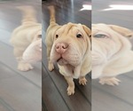 Small Photo #1 Chinese Shar-Pei Puppy For Sale in CENTERTON, AR, USA