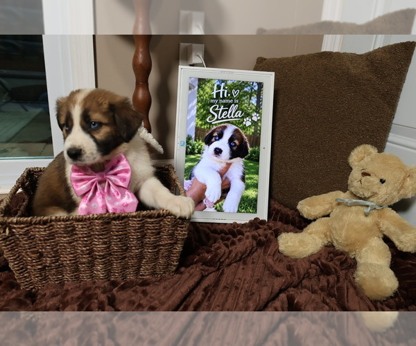 Medium Photo #2 Aussie Pyrenees Puppy For Sale in LEXINGTON, SC, USA
