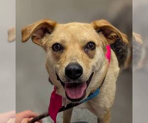 Beagle-Unknown Mix Dogs for adoption in Minneapolis, MN, USA
