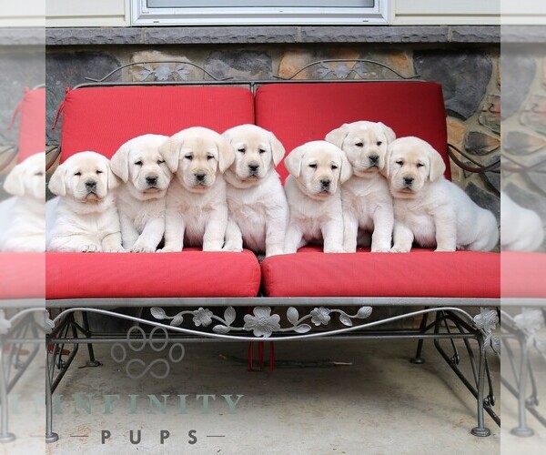 Medium Photo #2 Labrador Retriever Puppy For Sale in GORDONVILLE, PA, USA