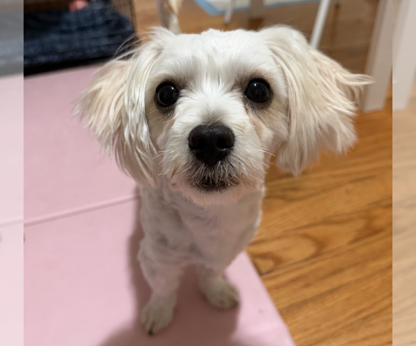 Medium Photo #5 Maltese-Unknown Mix Puppy For Sale in Brooklyn, NY, USA