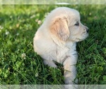 Small Photo #9 Golden Retriever Puppy For Sale in WOOSTER, OH, USA