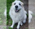 Small #2 Great Pyrenees
