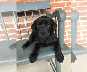 Labrador Retriever Puppy for sale in MANHEIM, PA, USA