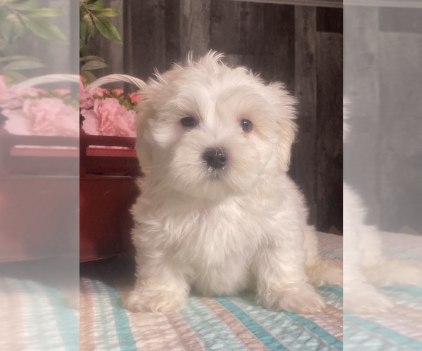 Medium Photo #5 Havaton Puppy For Sale in CANOGA, NY, USA