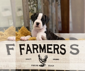 Boxer Puppy for sale in LIBBY, MT, USA