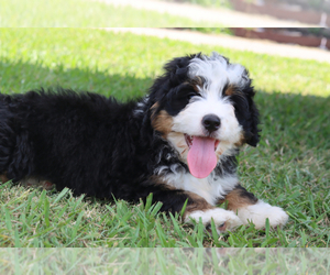 Bernedoodle Puppy for sale in ITASCA, TX, USA
