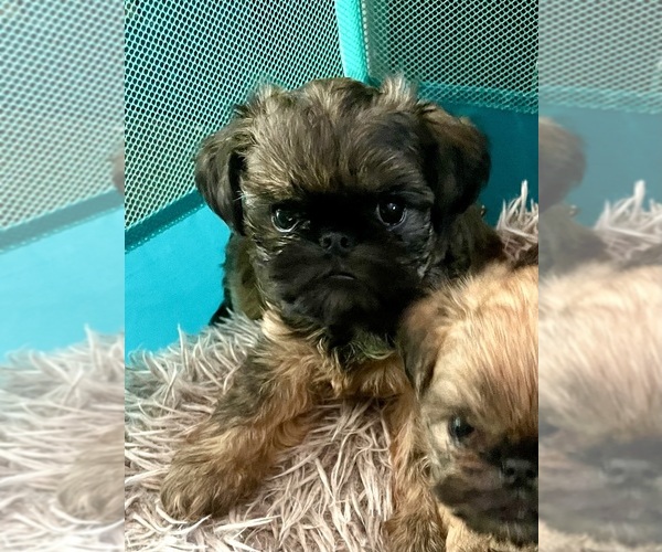 Medium Photo #5 Brussels Griffon Puppy For Sale in LAKE VILLA, IL, USA