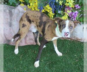 Catahoula Leopard Dog-Unknown Mix Dogs for adoption in Oklahoma City, OK, USA